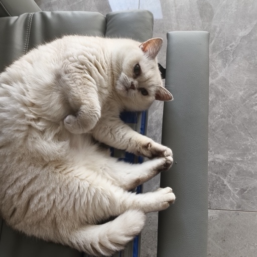Meow